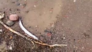 Ловля саргана на креветку