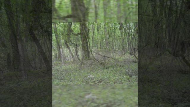 Отдых в Дагестане Самурский лес