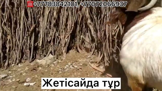 Бурский козёл мясная порода коз! Цена:550000тг,Адрес:Жетісай, ☎️+77783842101, +77072066937
