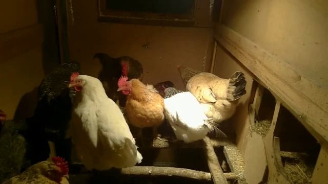 КУРЫ зимой несутся как ЛЕТОМ