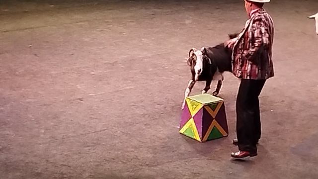 Дрессированные козочки))))