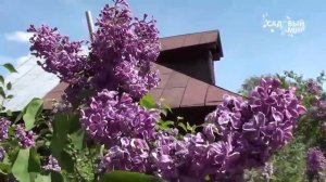 Сорта сирени.  Праздник сирени в с  Новое Борцово