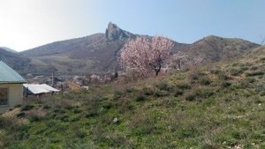Крым, Судак, Дачное - село в разгар цветения миндаля, март 2017