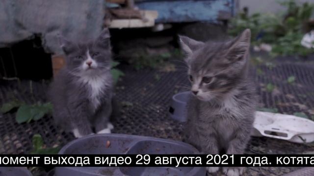 Котята в добрые руки. Наро-Фоминский район