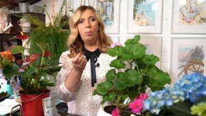 Новое удобрение в палочках для садовых и комнатных цветов.