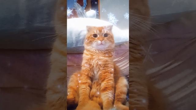 #Приколы#Кот#Юмор#Собака#Смехдослез#Prikoly#Kot#Yumor#Sobaka#Smekhdoslez