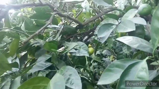 выращивание и уход за мандаринами. смотреть онлайн