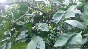 выращивание и уход за мандаринами.