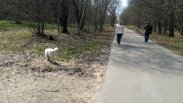 Воспитание щенка. ч.2 Для чего нужны прогулки.