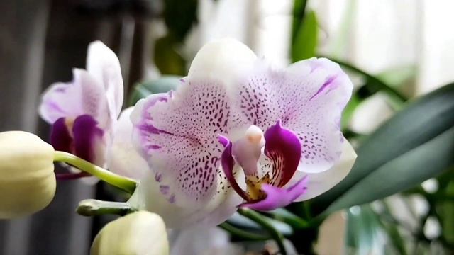 Первое в жизни цветение орхидеи. #комнатныерастения #цветоводство #цветынаподоконнике #орхидея