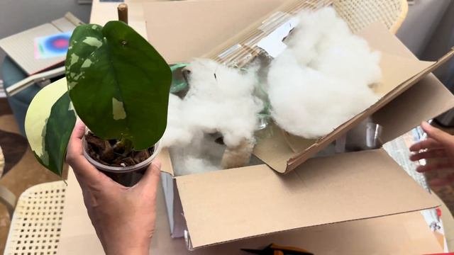 Rare Syngonium Plant Unboxing - Variegated Syngonium Chiapense And Syngonium Pink Rolli