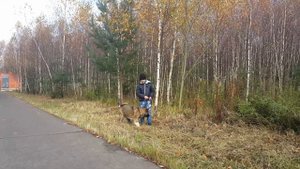 Медведь американская акита 4 мес.