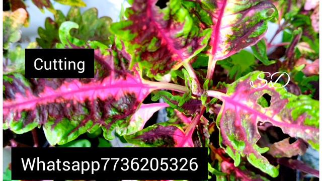 Online plant sale||10 രൂപ ചെടികൾ ||Salu Diaries