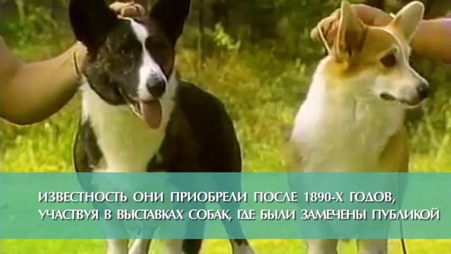 корги / kind of dog / corgy