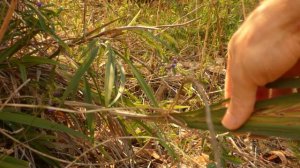 Dianella spp/Flax lily or paroo lily