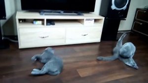 Кот Батон вяжет кошечку #0048