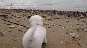 Coton de Tulear puppy diary - Week 7. Beach