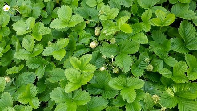 Белая земляника Элитный сорт #земляника #белаяземляника #клубникасадовая смотреть онлайн