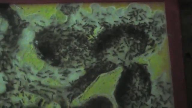 Большеголовые муравьи феидоле из Израиля смотреть онлайн