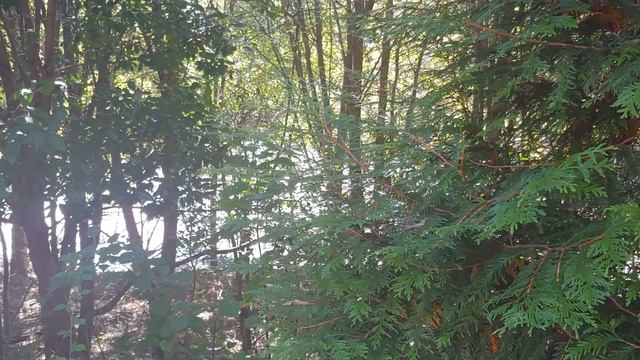 #448. МОЖЕТ НЕ СТОИТ ИГРАТЬ В ЛОТЕРЕЮ ГРИН КАРТ? ВИДЕО ДЛЯ ОТДЕЛЬНЫХ ЛЮДЕЙ. смотреть онлайн