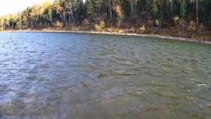 Прицепил её и наловил хариуса ☝. Ловля хариуса на реке Бия на удочку