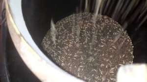 ВИКА НА СЕНО.