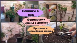 Новинки в сад.Формировка кроны с детства.Кустовые и штамбовые формы. ( апрель 2022 г.)