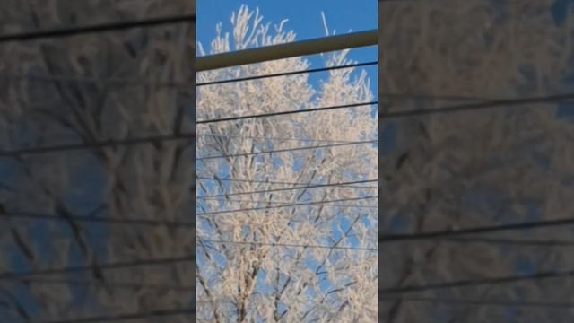 Как в сказке! Дело было в #Нягани. Иней на дереве блестел, видела такое единожды. Какая красота! смотреть онлайн