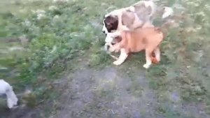 Щенки Московской сторожевой. 5месяцев