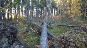 с.п. Тундрино (Сургутский район, ХМАО-Югра)