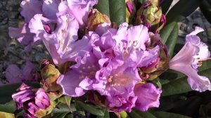 Rhododendron (Y) 'Caroline Allbrook'