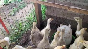 На свободу с чистой совестью