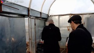 Весенняя подкормка земляники в теплице