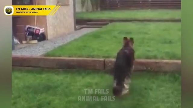 50 Animal Fails Caught On Camera #2 | Fails Compilation смотреть онлайн