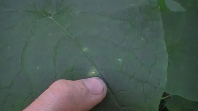 Чем подкормить огурцы чтобы лучше росли Сад и огород выпуск 048 смотреть онлайн