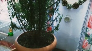 Особенности выращивания розмарина