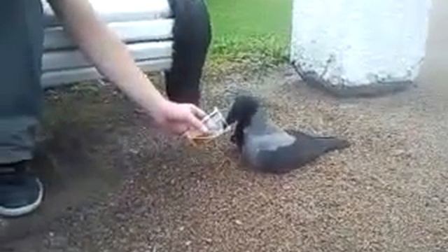 drunk raven - пьяная ворона! смотреть онлайн