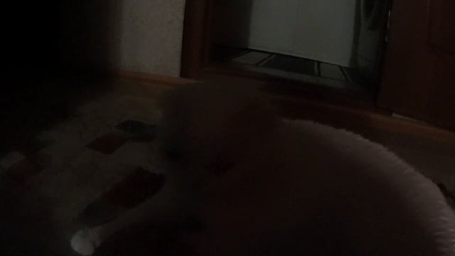 Вайт | Белый кот | Вислоухий кот | съемка на экшн-камеру sony hdr-as50 при плохом освещении смотреть онлайн