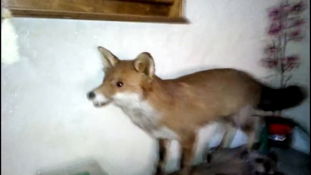 Лисы в здании, чучело в доме и зверинец. смотреть онлайн