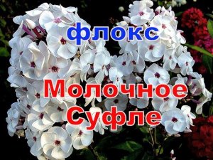 Флокс Молочное Суфле
