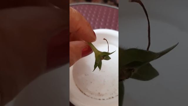 04.о2.2022 год.ФЕВРАЛЬ.ГЛОКСИНИЯ.СОБИРАЮ СЕМЕНА ИЗ КОРОБОЧКИ. смотреть онлайн