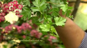 Боярышник однопестичный "Пуницея"/Crataegus monogyna "Punicea"