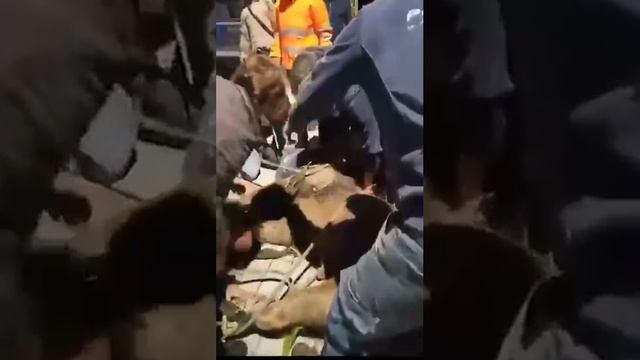 Льва в итальянском Ладисполи поймали, сообщила мэрия