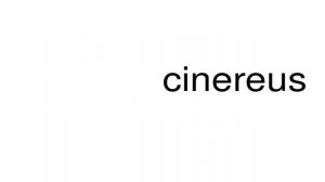 How to pronounce cinereus