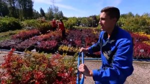 Визитка питомника декоративных растений "Красный клен"