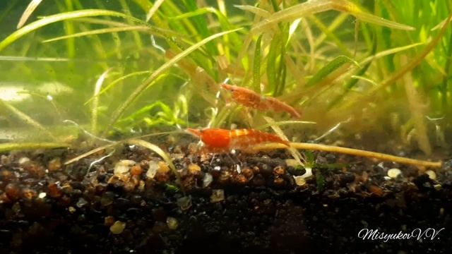 Креветки Рилли, Севилия, Хелена смотреть онлайн