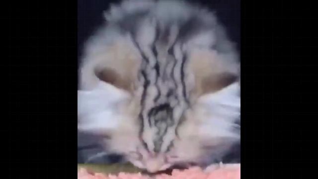 Милые котята / подборка смешных видео с котятами