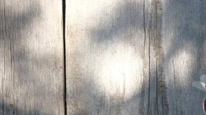 ? ВИДЕО ИГРЫ ДЛЯ КОШЕК, КОТОВ! 2 ВЫПУСК | ПЧЁЛКИ