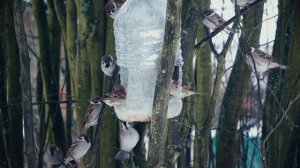 Forest Sparrows fight for a piece of pie. Лесные воробьи сражаются  за кусок пирога.