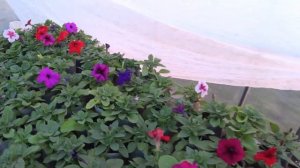 Бизнес на петунии. Часть 2